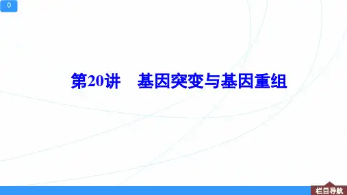 新高考一轮复习人教版基因突变与基因重组课件3