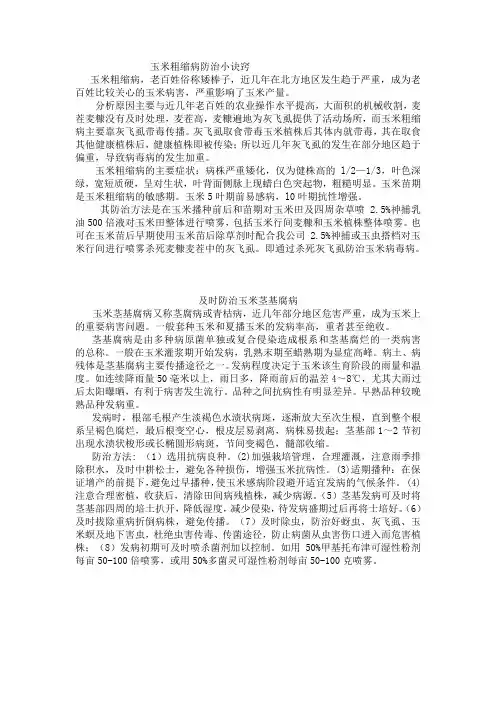 玉米粗缩病防治小诀窍
