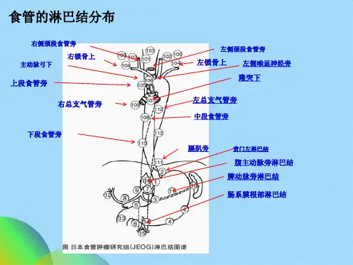食管癌淋巴结三野清扫(共21张PPT)