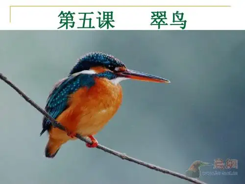 人教版三年级语文下册翠鸟ppt