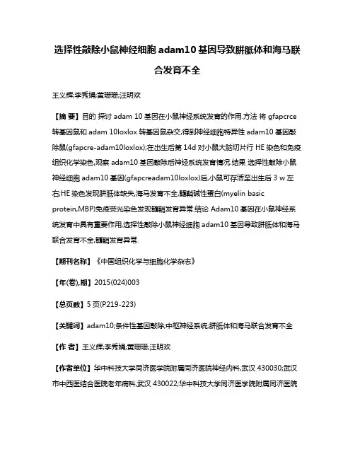选择性敲除小鼠神经细胞adam10基因导致胼胝体和海马联合发育不全