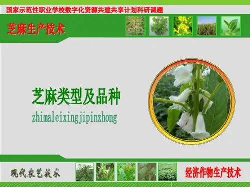 1 了解芝麻的分类