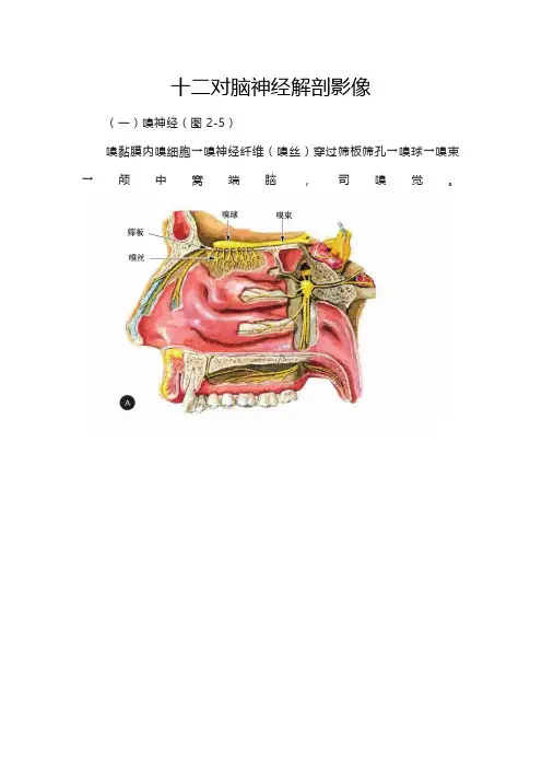 十二对脑神经解剖影像
