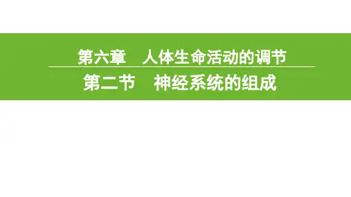 4.6.2神经系统的组成