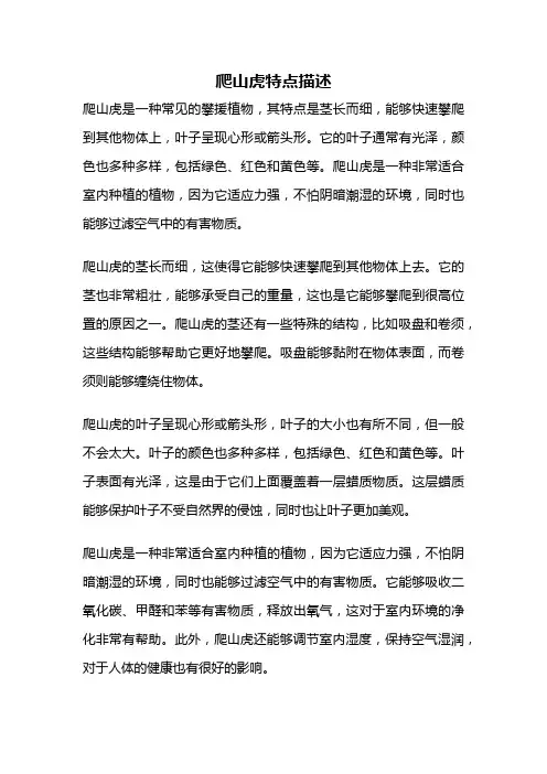 爬山虎特点描述
