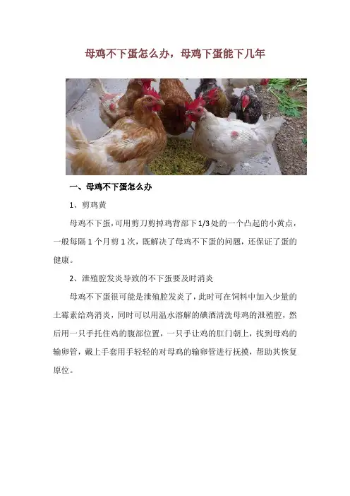 母鸡不下蛋怎么办,母鸡下蛋能下几年