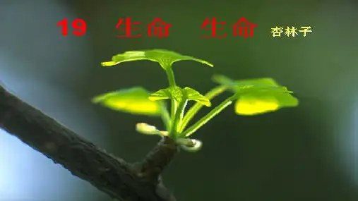 部编版小学语文《生命生命》公开课展示课件