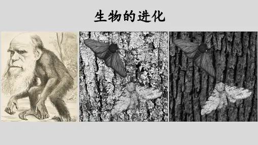 高三生物一轮复习课件 生物的进化