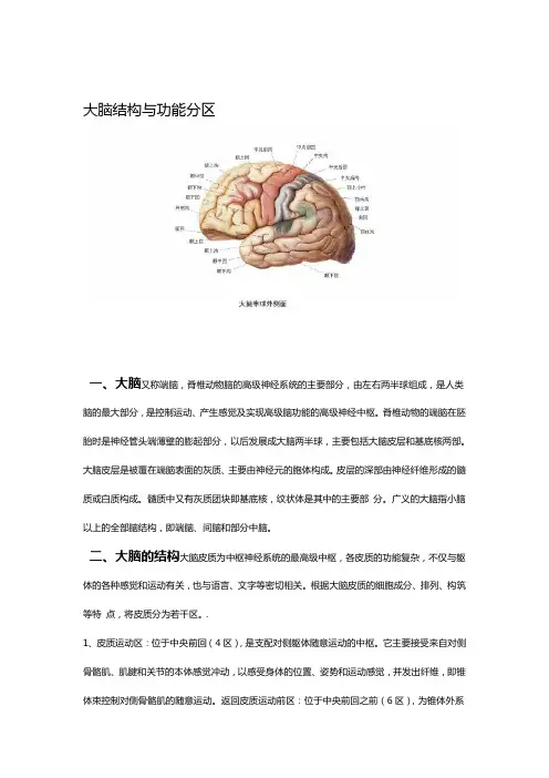 完整版大脑结构与功能分区