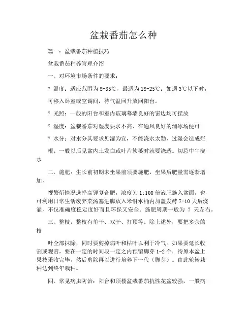 盆栽番茄怎么种