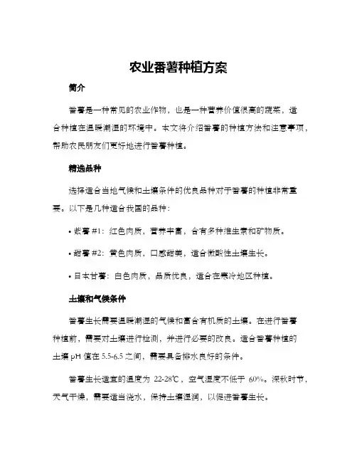 农业番薯种植方案