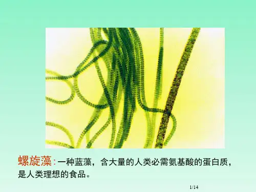 常见海洋藻类植物组图