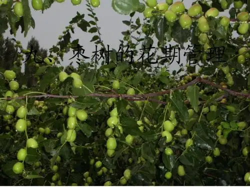9、枣树花果管理技术