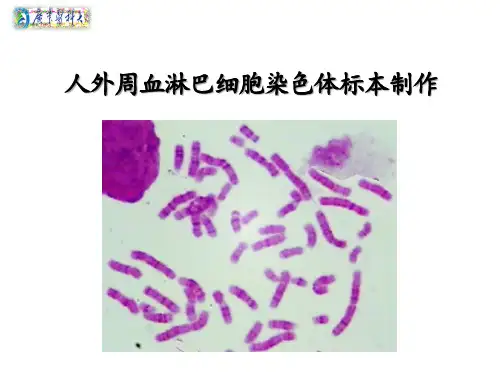 人外周血淋巴细胞染色体标本制作