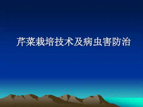 芹菜栽培技术及病虫害防治