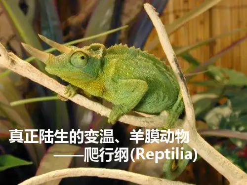 动物生物学18 爬行纲[精]