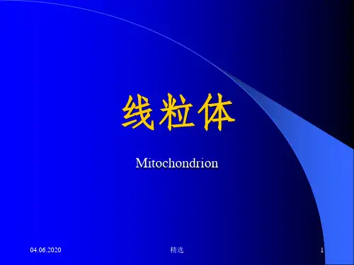 线粒体