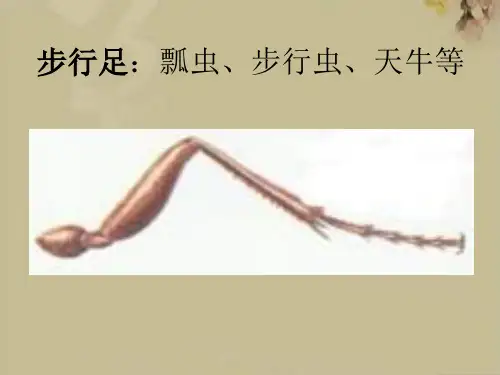 昆虫足的结构与类型