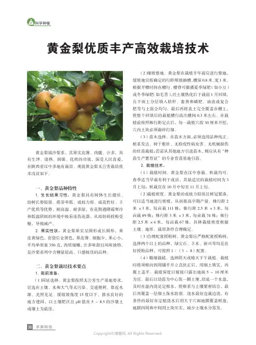 黄金梨优质丰产高效栽培技术