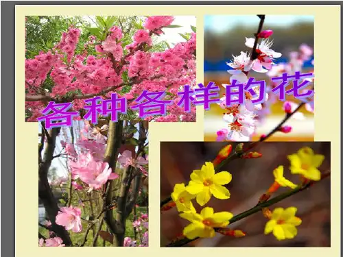 四年级下册科学课件各种各样的花教科版(共30张PPT)