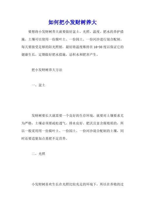 如何把小发财树养大