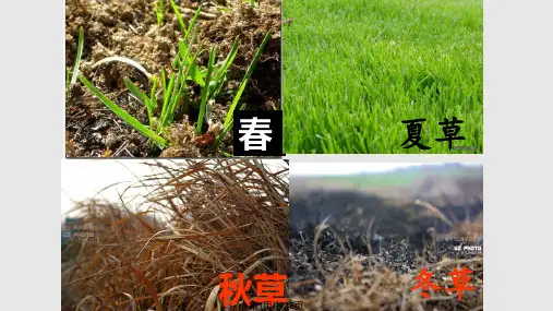 古诗二首离离原上草PPT课件
