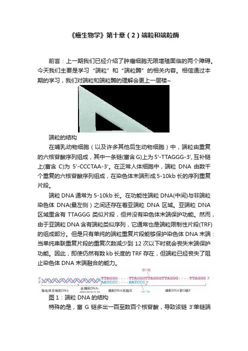 《癌生物学》第十章（2）端粒和端粒酶