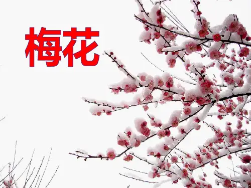 梅花-ppt优秀课件