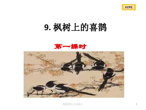 部编版二年级语文下册《枫树上的喜鹊》PPT课件