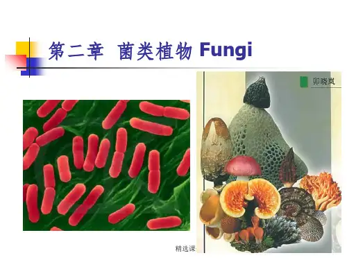 《菌类植物》PPT课件