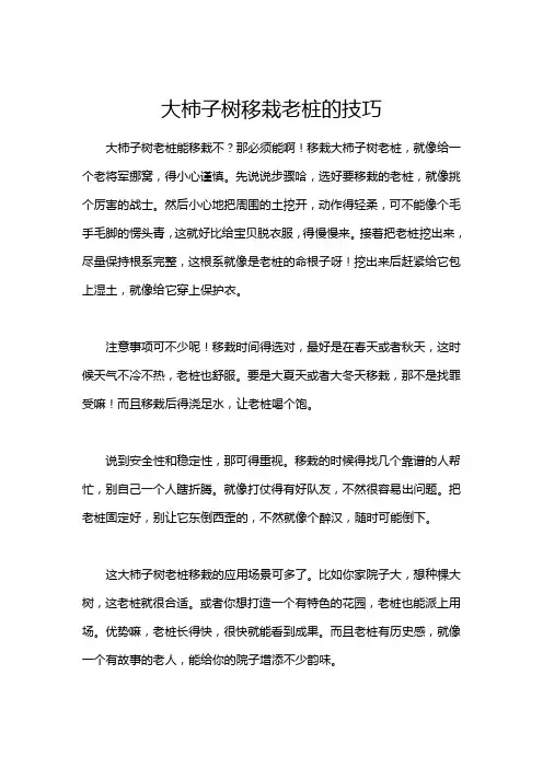 大柿子树移栽老桩的技巧