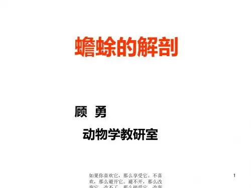 医学-蟾蜍解剖
