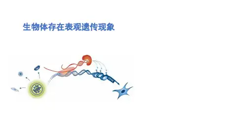 3.5生物体存在表观遗传现象+课件-2023-2024学年高一下学期生物浙科版(2019)必修2