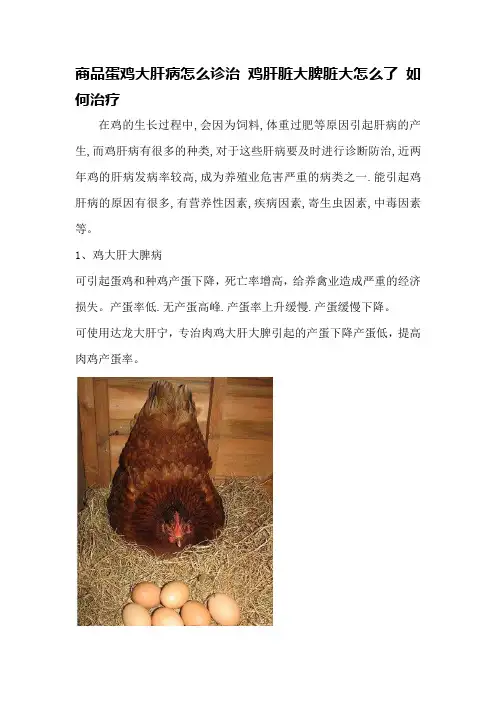 商品蛋鸡大肝病怎么诊治 鸡肝脏大脾脏大怎么了 如何治疗