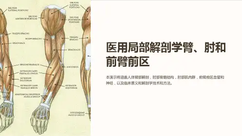 医用局部解剖学臂、肘和前臂前区