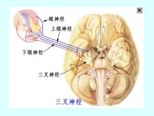 三叉神经痛医学PPT课件