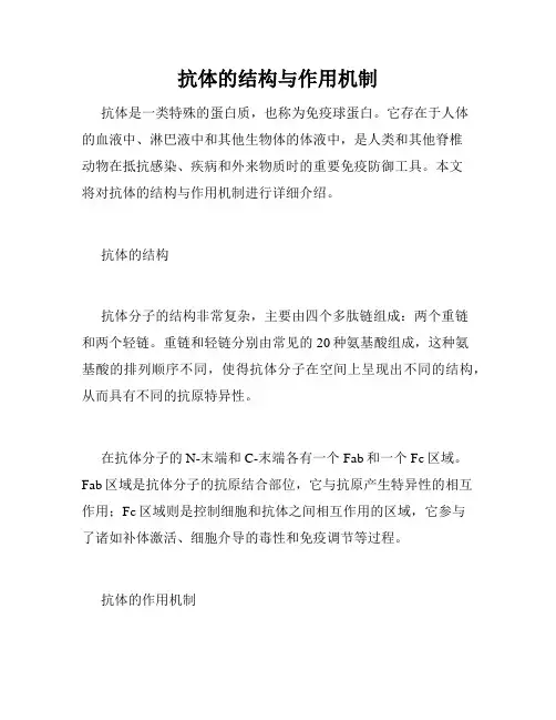 抗体的结构与作用机制
