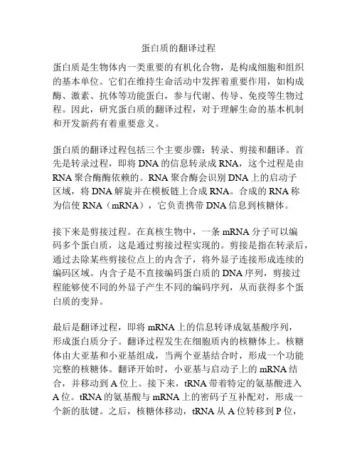 蛋白质的翻译过程