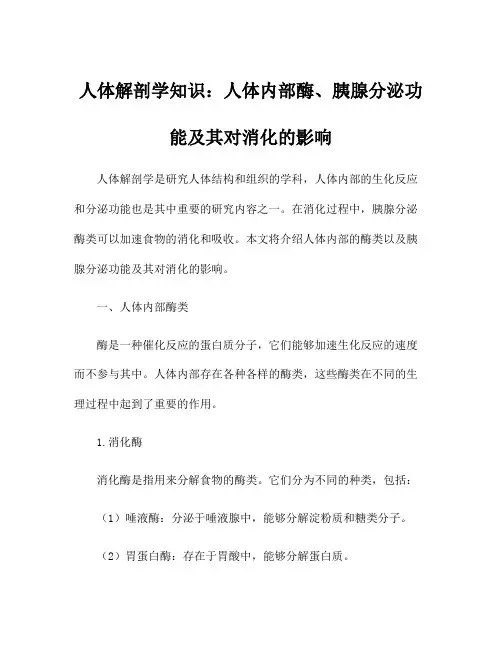 人体解剖学知识：人体内部酶、胰腺分泌功能及其对消化的影响