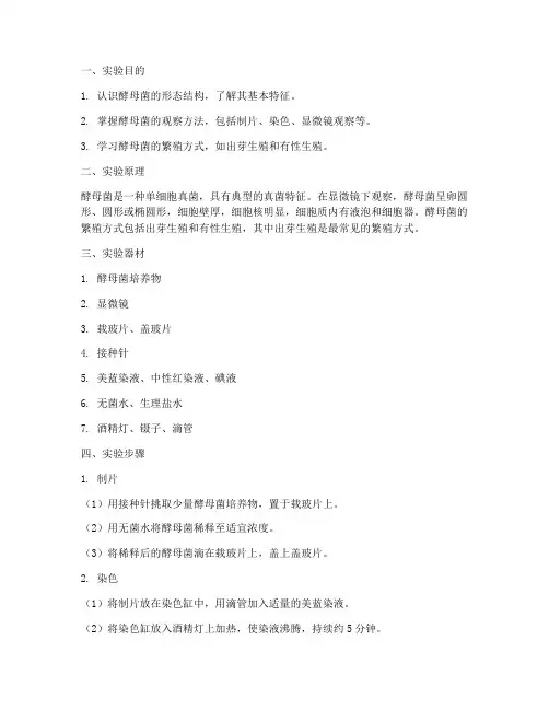 酵母形态观察实验报告