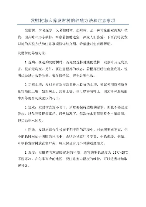 发财树怎么养发财树的养殖方法和注意事项