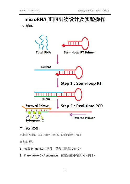microRNA正向引物设计及实验操作