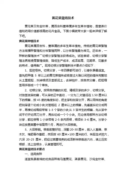 黄花菜栽培技术