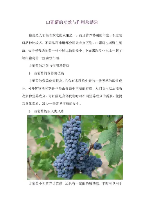 山葡萄的功效与作用及禁忌