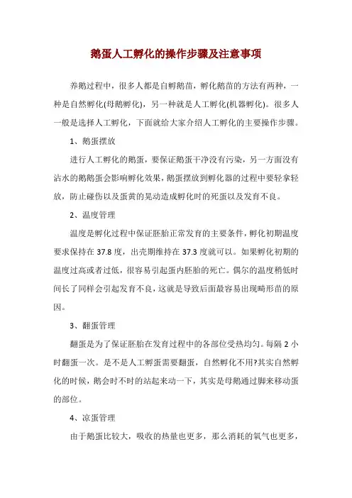 鹅蛋人工孵化的操作步骤及注意事项