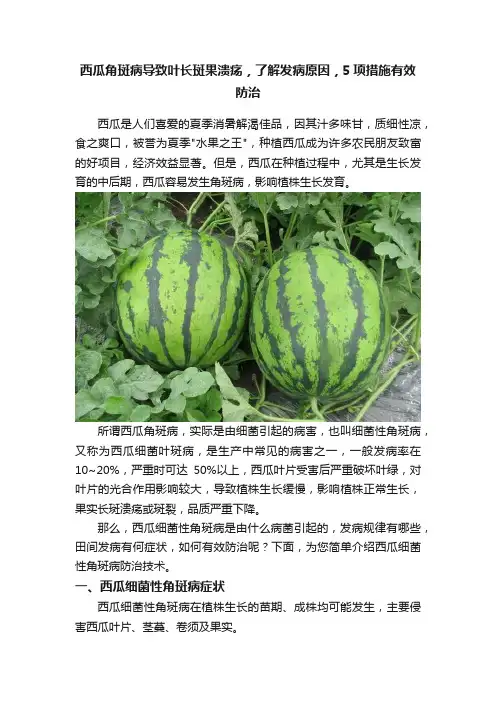 西瓜角斑病导致叶长斑果溃疡，了解发病原因，5项措施有效防治