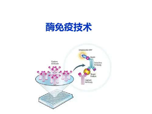 第八章酶免疫技术