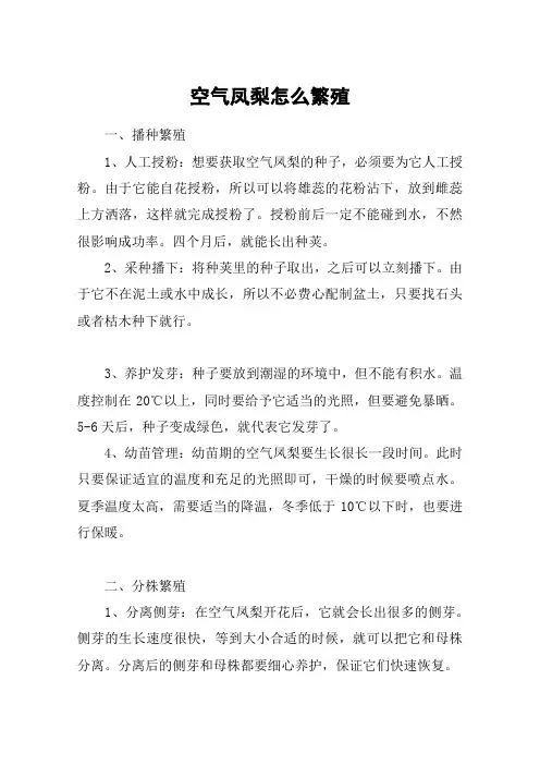 空气凤梨怎么繁殖