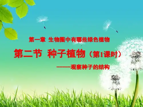 2.1.2 种子植物 (第1课时)观察种子的结构 课件(共21张PPT).ppt