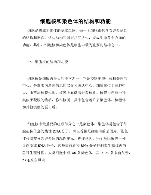 细胞核和染色体的结构和功能